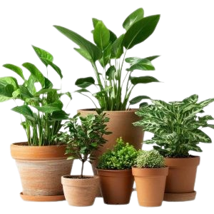 Plant pots and planters supplied wholesale by BOLIHENG for gardens and landscaping.